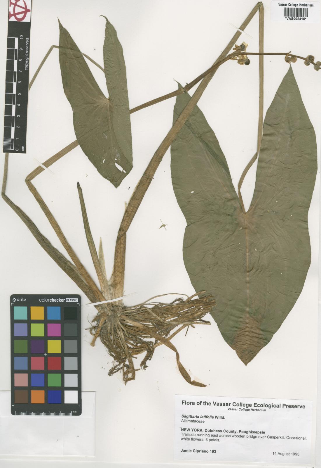 10123Service File.jpg Vassar College Digital Library